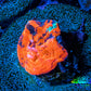 Scolymia Coral - Ultra  Scoly Frag WYSIWYG Scolymia Coral - Ultra  Scoly Frag WYSIWYG LPS Scolymia Coral - Ultra  Scoly Frag WYSIWYG Zeo Box Reef