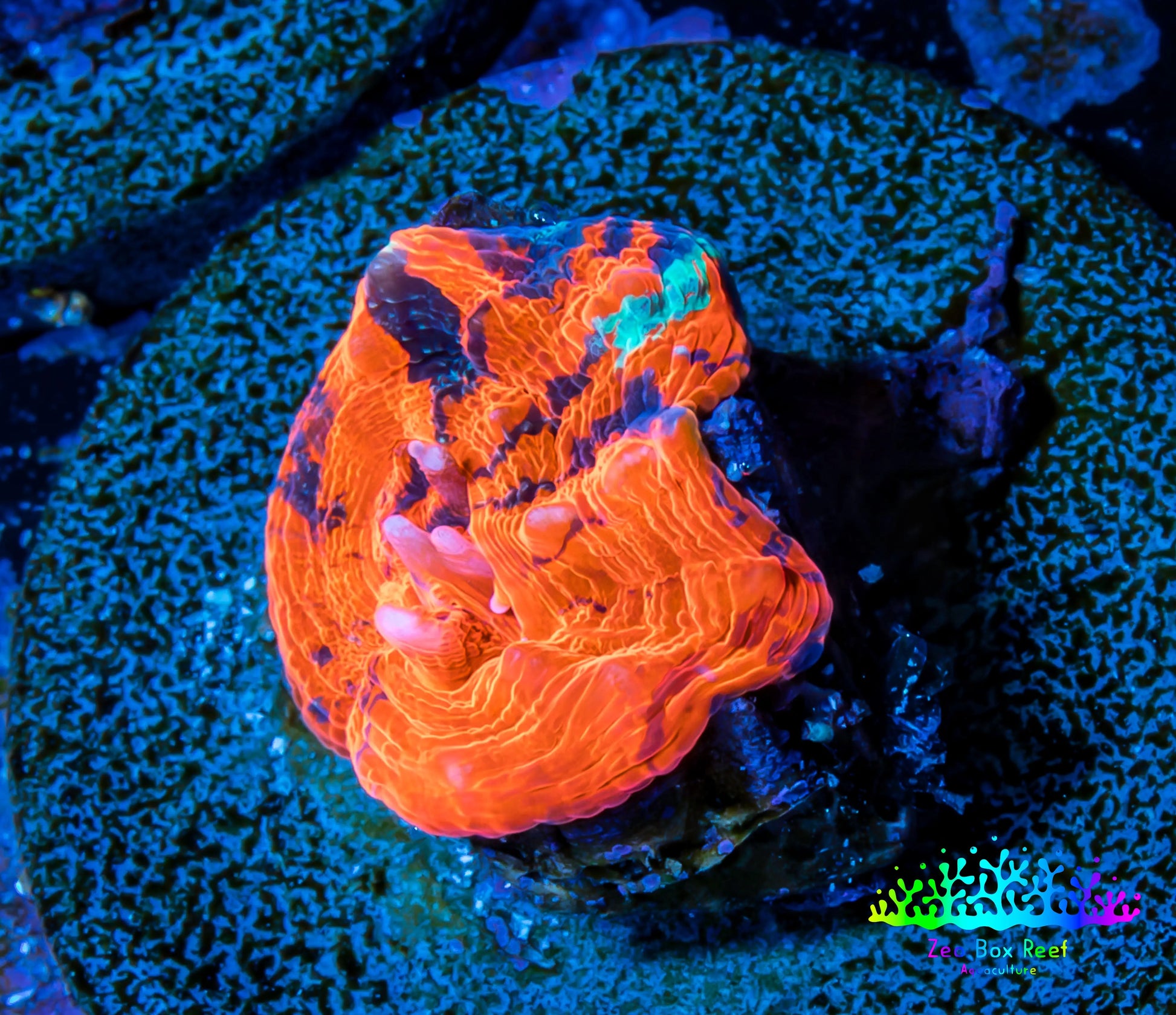 Scolymia Coral - Ultra  Scoly Frag WYSIWYG Scolymia Coral - Ultra  Scoly Frag WYSIWYG LPS Scolymia Coral - Ultra  Scoly Frag WYSIWYG Zeo Box Reef