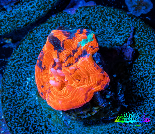 Scolymia Coral - Ultra  Scoly Frag WYSIWYG Scolymia Coral - Ultra  Scoly Frag WYSIWYG LPS Scolymia Coral - Ultra  Scoly Frag WYSIWYG Zeo Box Reef
