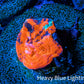 Scolymia Coral - Ultra  Scoly Frag WYSIWYG Scolymia Coral - Ultra  Scoly Frag WYSIWYG LPS Scolymia Coral - Ultra  Scoly Frag WYSIWYG Zeo Box Reef