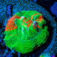 Scolymia Coral - Ultra  Scoly Frag WYSIWYG Scolymia Coral - Ultra  Scoly Frag WYSIWYG LPS Scolymia Coral - Ultra  Scoly Frag WYSIWYG Zeo Box Reef