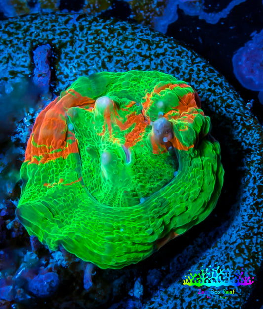 Scolymia Coral - Ultra  Scoly Frag WYSIWYG Scolymia Coral - Ultra  Scoly Frag WYSIWYG LPS Scolymia Coral - Ultra  Scoly Frag WYSIWYG Zeo Box Reef