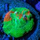 Scolymia Coral - Ultra  Scoly Frag WYSIWYG Scolymia Coral - Ultra  Scoly Frag WYSIWYG LPS Scolymia Coral - Ultra  Scoly Frag WYSIWYG Zeo Box Reef