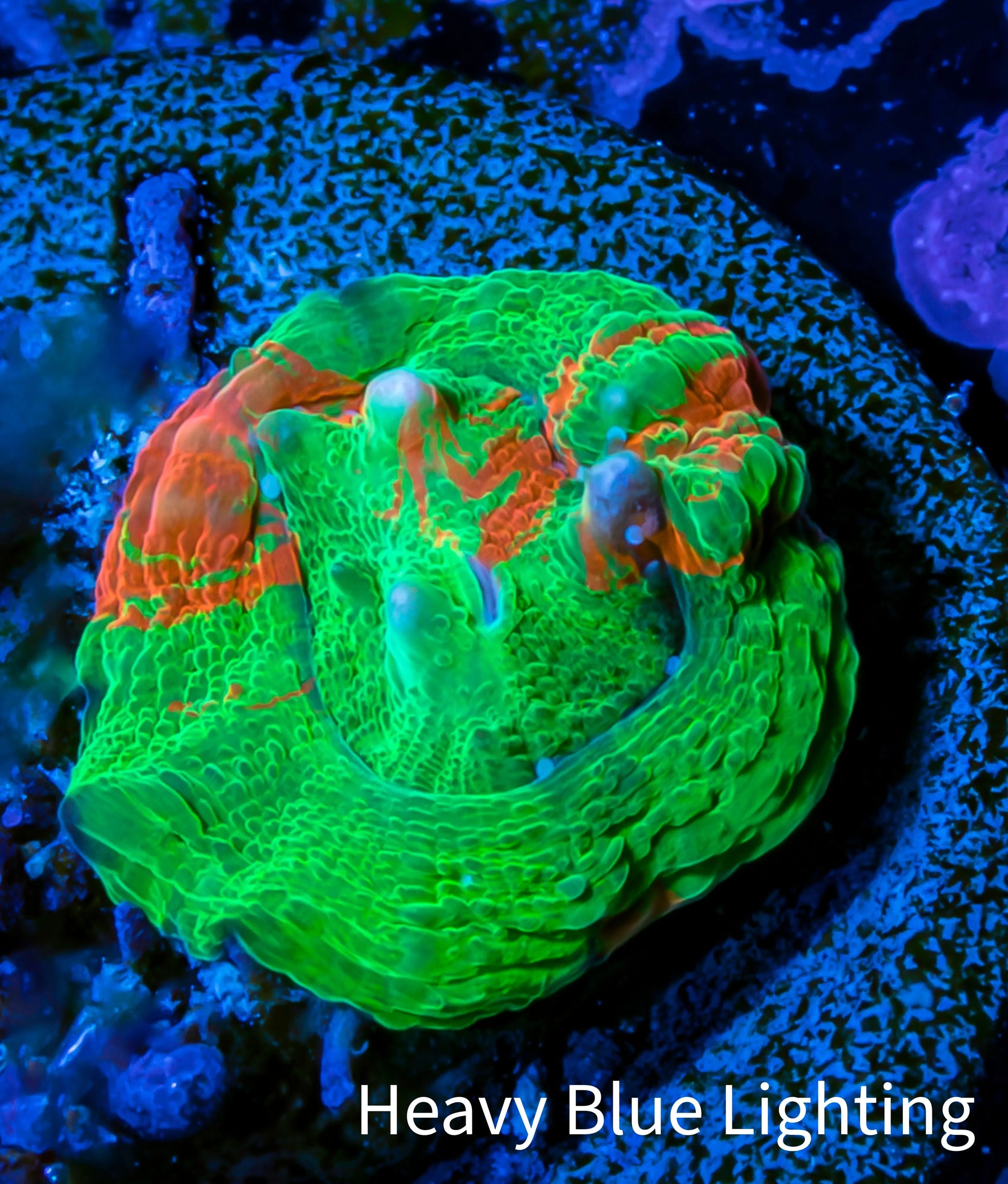 Scolymia Coral - Ultra  Scoly Frag WYSIWYG Scolymia Coral - Ultra  Scoly Frag WYSIWYG LPS Scolymia Coral - Ultra  Scoly Frag WYSIWYG Zeo Box Reef