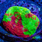 Scolymia Coral - Ultra  Scoly Frag WYSIWYG Scolymia Coral - Ultra  Scoly Frag WYSIWYG LPS Scolymia Coral - Ultra  Scoly Frag WYSIWYG Zeo Box Reef