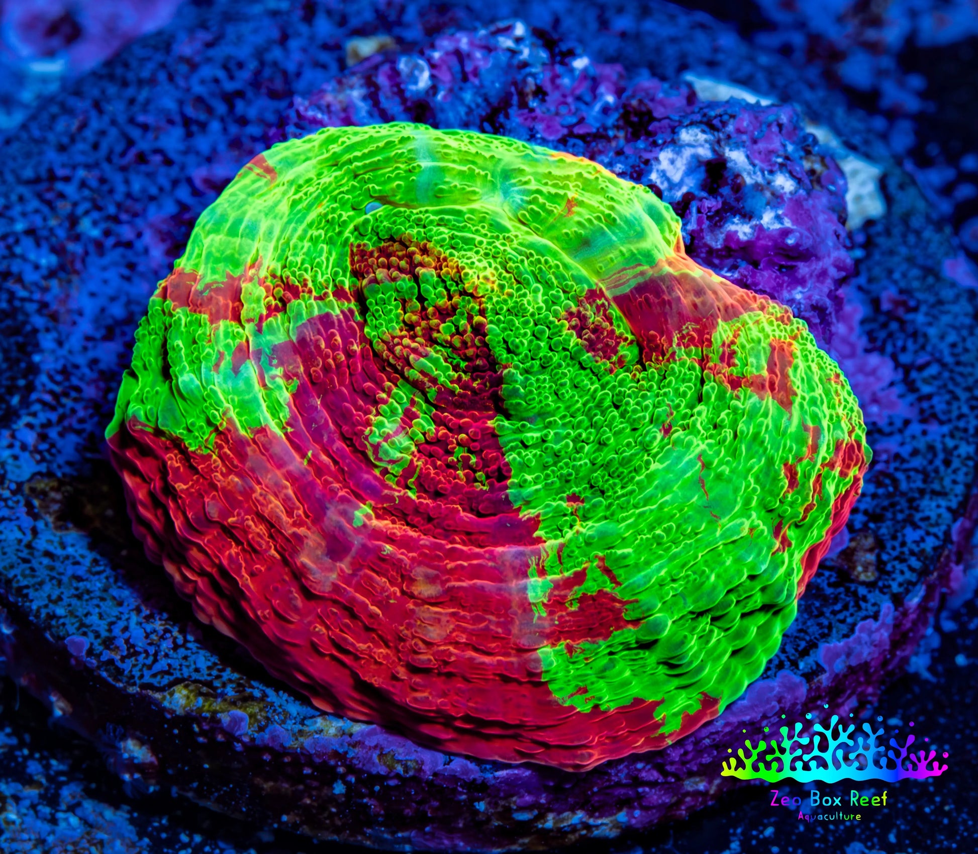 Scolymia Coral - Ultra  Scoly Frag WYSIWYG Scolymia Coral - Ultra  Scoly Frag WYSIWYG LPS Scolymia Coral - Ultra  Scoly Frag WYSIWYG Zeo Box Reef