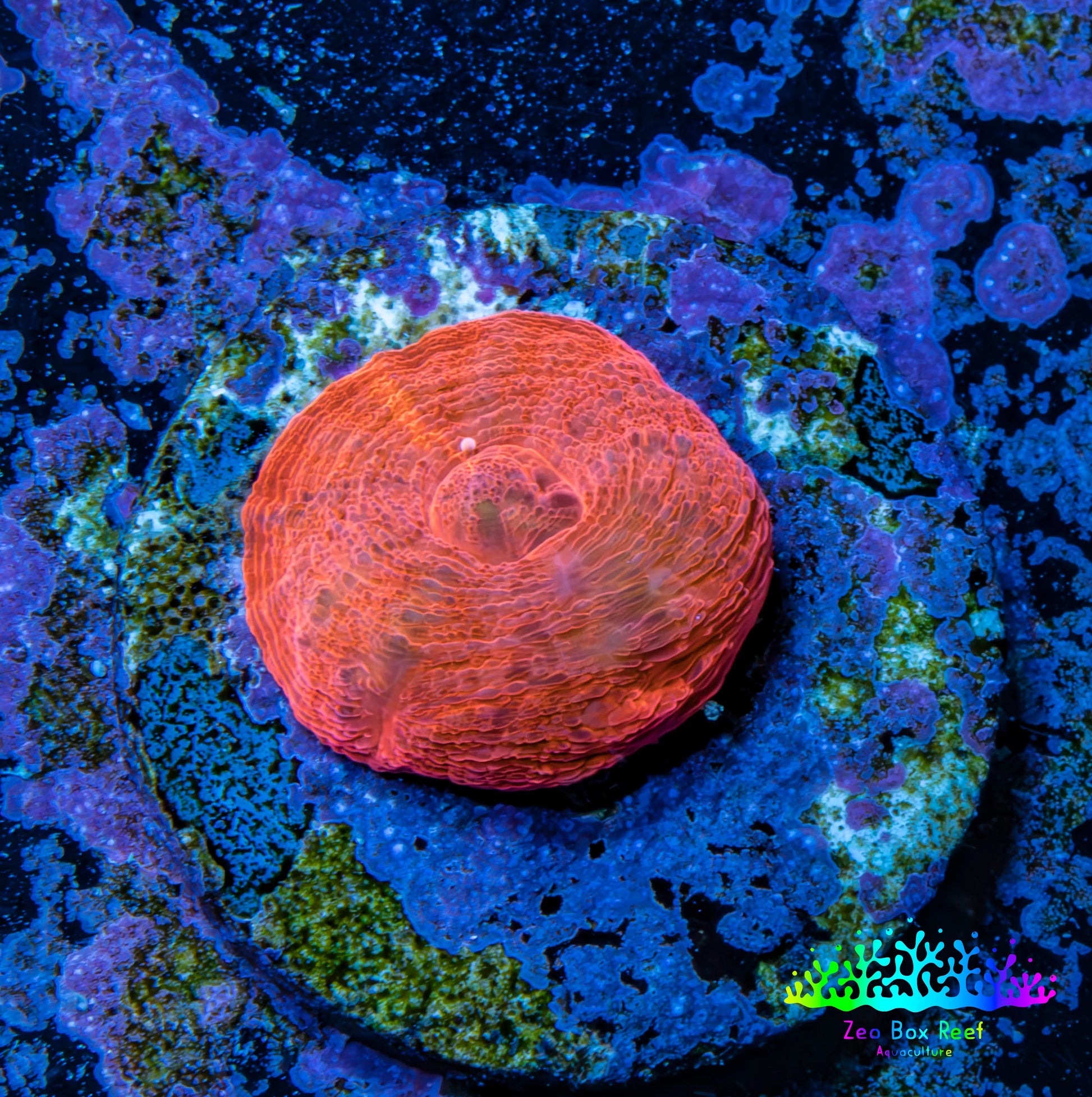Scolymia Coral - Ultra  Scoly Frag WYSIWYG Scolymia Coral - Ultra  Scoly Frag WYSIWYG LPS Scolymia Coral - Ultra  Scoly Frag WYSIWYG Zeo Box Reef
