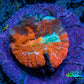 Scolymia Coral - Ultra  Scoly Frag WYSIWYG Scolymia Coral - Ultra  Scoly Frag WYSIWYG LPS Scolymia Coral - Ultra  Scoly Frag WYSIWYG Zeo Box Reef