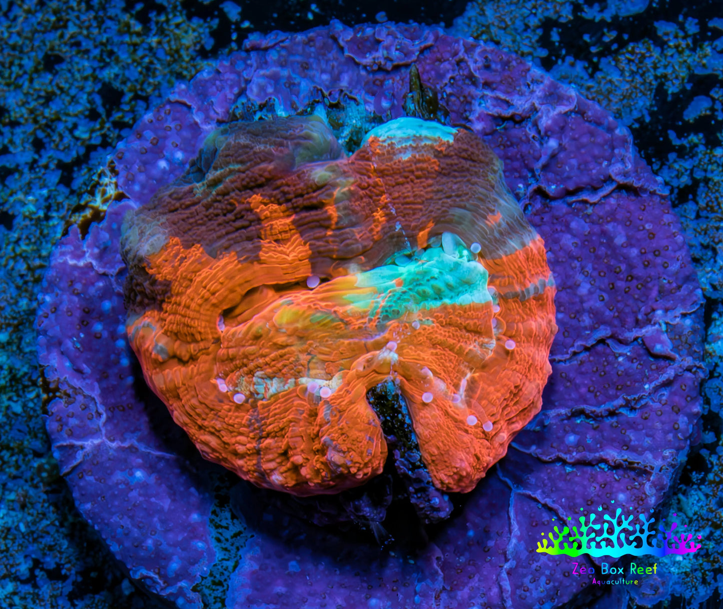 Scolymia Coral - Ultra  Scoly Frag WYSIWYG Scolymia Coral - Ultra  Scoly Frag WYSIWYG LPS Scolymia Coral - Ultra  Scoly Frag WYSIWYG Zeo Box Reef