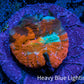 Scolymia Coral - Ultra  Scoly Frag WYSIWYG Scolymia Coral - Ultra  Scoly Frag WYSIWYG LPS Scolymia Coral - Ultra  Scoly Frag WYSIWYG Zeo Box Reef