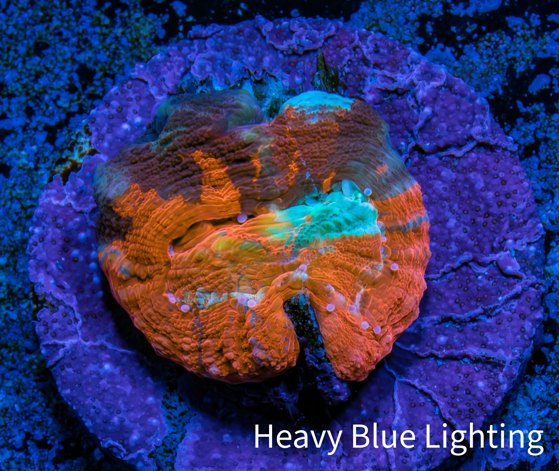 Scolymia Coral - Ultra  Scoly Frag WYSIWYG Scolymia Coral - Ultra  Scoly Frag WYSIWYG LPS Scolymia Coral - Ultra  Scoly Frag WYSIWYG Zeo Box Reef