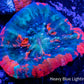 Scolymia Coral - Ultra Scoly WYSIWYG 3cmn Scolymia Coral - Ultra Scoly WYSIWYG 3cmn LPS Scolymia Coral - Ultra Scoly WYSIWYG 3cmn Zeo Box Reef