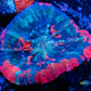 Scolymia Coral - Ultra Scoly WYSIWYG 3cmn Scolymia Coral - Ultra Scoly WYSIWYG 3cmn LPS Scolymia Coral - Ultra Scoly WYSIWYG 3cmn Zeo Box Reef