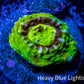 Scolymia Coral - Ultra UFO Scoly Frag WYSIWYG Scolymia Coral - Ultra UFO Scoly Frag WYSIWYG LPS Scolymia Coral - Ultra UFO Scoly Frag WYSIWYG Zeo Box Reef