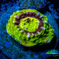 Scolymia Coral - Ultra UFO Scoly Frag WYSIWYG Scolymia Coral - Ultra UFO Scoly Frag WYSIWYG LPS Scolymia Coral - Ultra UFO Scoly Frag WYSIWYG Zeo Box Reef