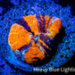 Scolymia Coral - Ultra War Paint Scoly Frag WYSIWYG Scolymia Coral - Ultra War Paint Scoly Frag WYSIWYG LPS Scolymia Coral - Ultra War Paint Scoly Frag WYSIWYG Zeo Box Reef
