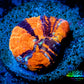 Scolymia Coral - Ultra War Paint Scoly Frag WYSIWYG Scolymia Coral - Ultra War Paint Scoly Frag WYSIWYG LPS Scolymia Coral - Ultra War Paint Scoly Frag WYSIWYG Zeo Box Reef