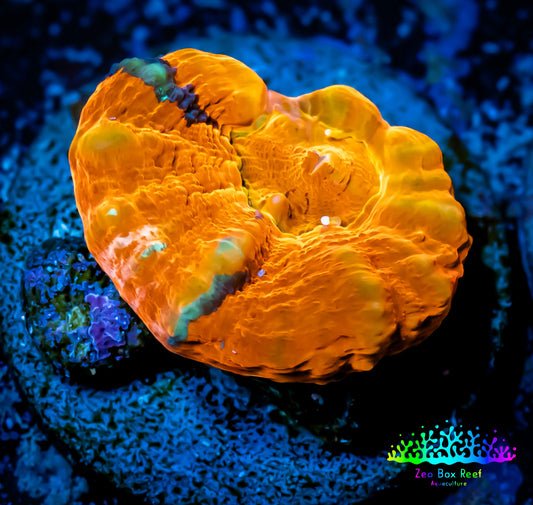 Scolymia Coral - Ultra War Paint Scoly Frag WYSIWYG Scolymia Coral - Ultra War Paint Scoly Frag WYSIWYG LPS Scolymia Coral - Ultra War Paint Scoly Frag WYSIWYG Zeo Box Reef