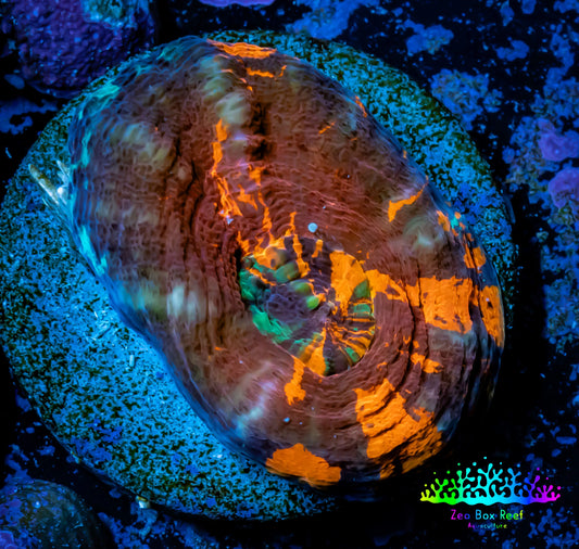 Scolymia Coral - Ultra War Paint  Scoly Frag WYSIWYG Scolymia Coral - Ultra War Paint  Scoly Frag WYSIWYG LPS Scolymia Coral - Ultra War Paint  Scoly Frag WYSIWYG Zeo Box Reef