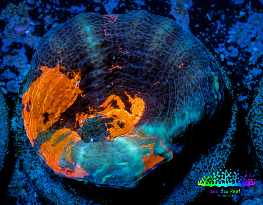 Scolymia Coral - Ultra War Paint Scoly Frag WYSIWYG (Copy) Scolymia Coral - Ultra War Paint Scoly Frag WYSIWYG (Copy) LPS Scolymia Coral - Ultra War Paint Scoly Frag WYSIWYG (Copy) Zeo Box Reef