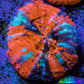 Scolymia Coral - Ultra War Paint Scoly  WYSIWYG 3cm Scolymia Coral - Ultra War Paint Scoly  WYSIWYG 3cm LPS Scolymia Coral - Ultra War Paint Scoly  WYSIWYG 3cm Zeo Box Reef
