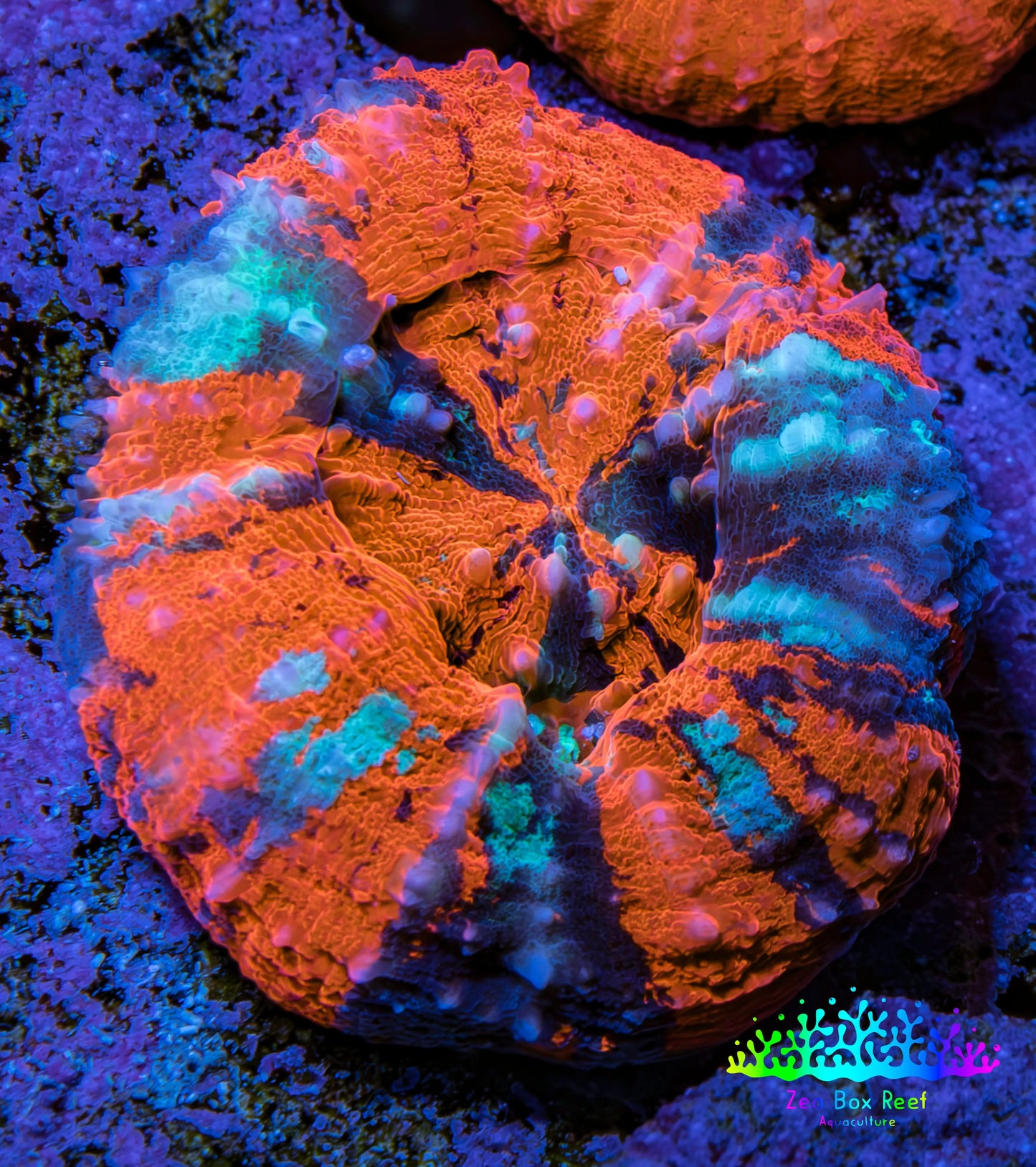Scolymia Coral - Ultra War Paint Scoly  WYSIWYG 3cm Scolymia Coral - Ultra War Paint Scoly  WYSIWYG 3cm LPS Scolymia Coral - Ultra War Paint Scoly  WYSIWYG 3cm Zeo Box Reef