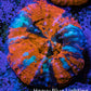 Scolymia Coral - Ultra War Paint Scoly  WYSIWYG 3cm Scolymia Coral - Ultra War Paint Scoly  WYSIWYG 3cm LPS Scolymia Coral - Ultra War Paint Scoly  WYSIWYG 3cm Zeo Box Reef