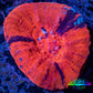 Scolymia Coral - Ultra War Paint Scoly WYSIWYG 5cm Scolymia Coral - Ultra War Paint Scoly WYSIWYG 5cm LPS Scolymia Coral - Ultra War Paint Scoly WYSIWYG 5cm Zeo Box Reef