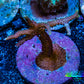 Seriatopora  Coral - Birdsnest Frag WYSIWYG B2R3B1 Seriatopora  Coral - Birdsnest Frag WYSIWYG B2R3B1 SPS Seriatopora  Coral - Birdsnest Frag WYSIWYG B2R3B1 Zeo Box Reef