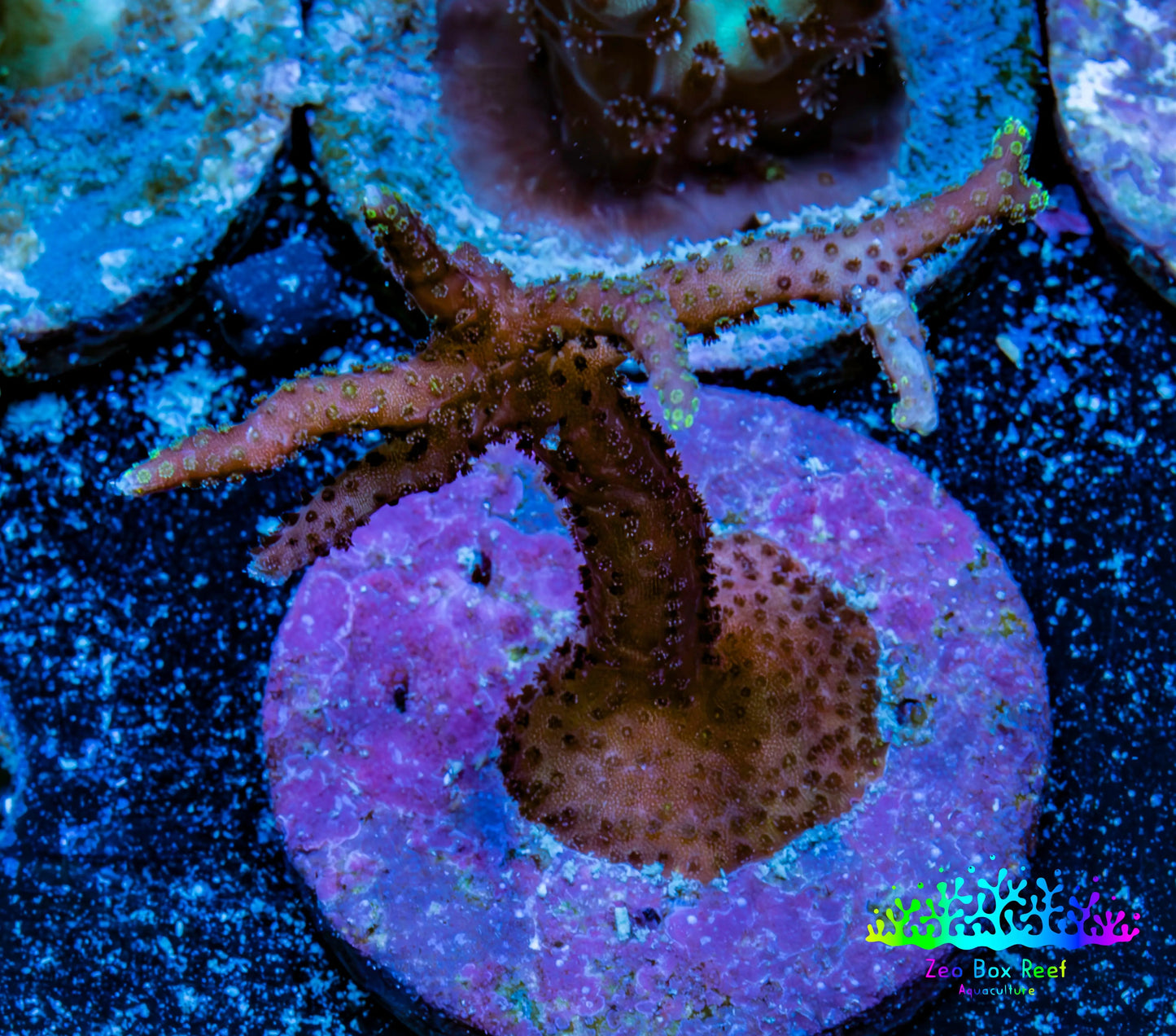 Seriatopora  Coral - Birdsnest Frag WYSIWYG B2R3B1 Seriatopora  Coral - Birdsnest Frag WYSIWYG B2R3B1 SPS Seriatopora  Coral - Birdsnest Frag WYSIWYG B2R3B1 Zeo Box Reef