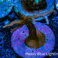Seriatopora  Coral - Birdsnest Frag WYSIWYG B2R3B1 Seriatopora  Coral - Birdsnest Frag WYSIWYG B2R3B1 SPS Seriatopora  Coral - Birdsnest Frag WYSIWYG B2R3B1 Zeo Box Reef