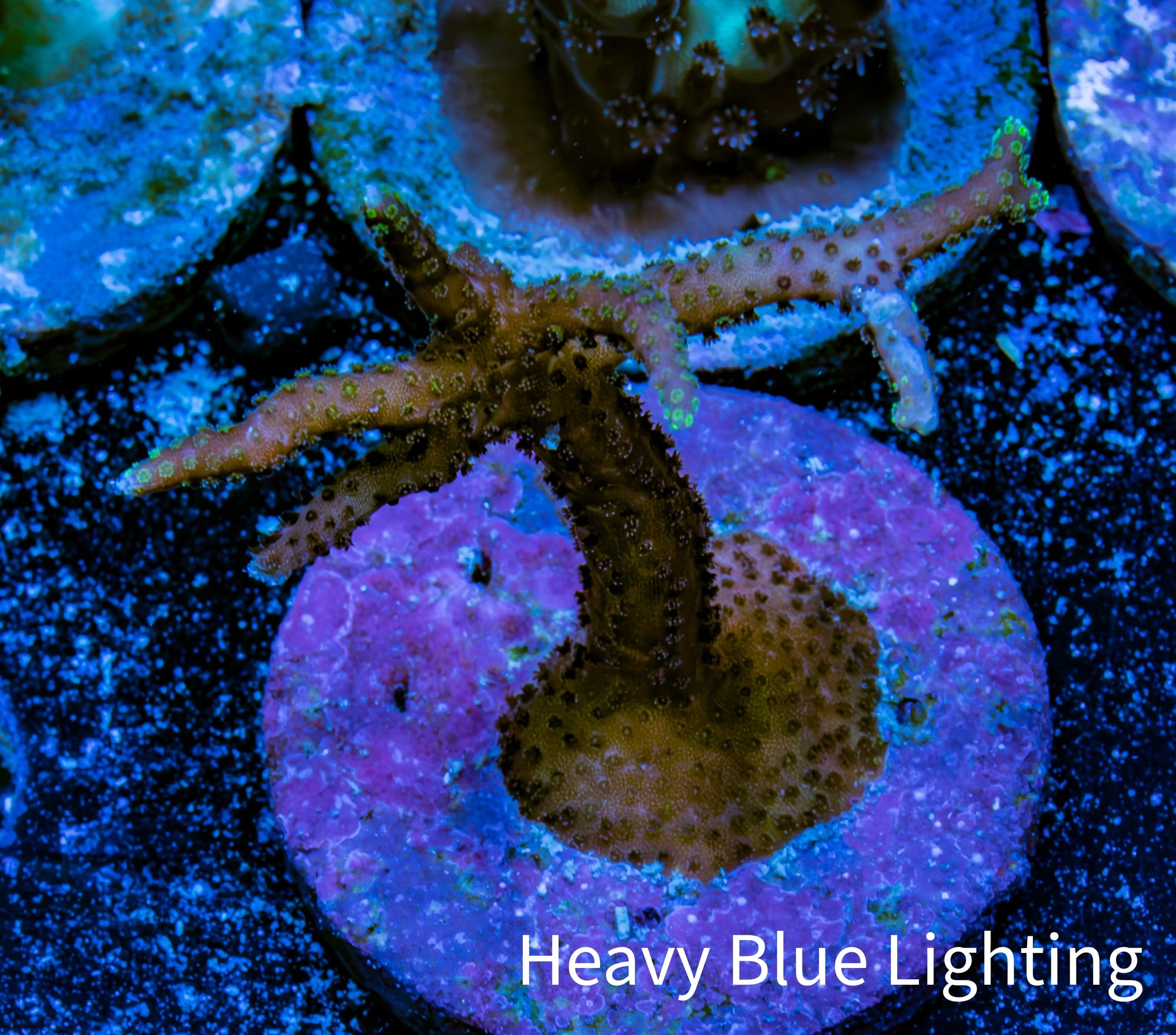 Seriatopora  Coral - Birdsnest Frag WYSIWYG B2R3B1 Seriatopora  Coral - Birdsnest Frag WYSIWYG B2R3B1 SPS Seriatopora  Coral - Birdsnest Frag WYSIWYG B2R3B1 Zeo Box Reef