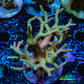 Seriatopora  Coral - Birdsnest Frag WYSIWYG B3R3B1 Seriatopora  Coral - Birdsnest Frag WYSIWYG B3R3B1 SPS Seriatopora  Coral - Birdsnest Frag WYSIWYG B3R3B1 Zeo Box Reef