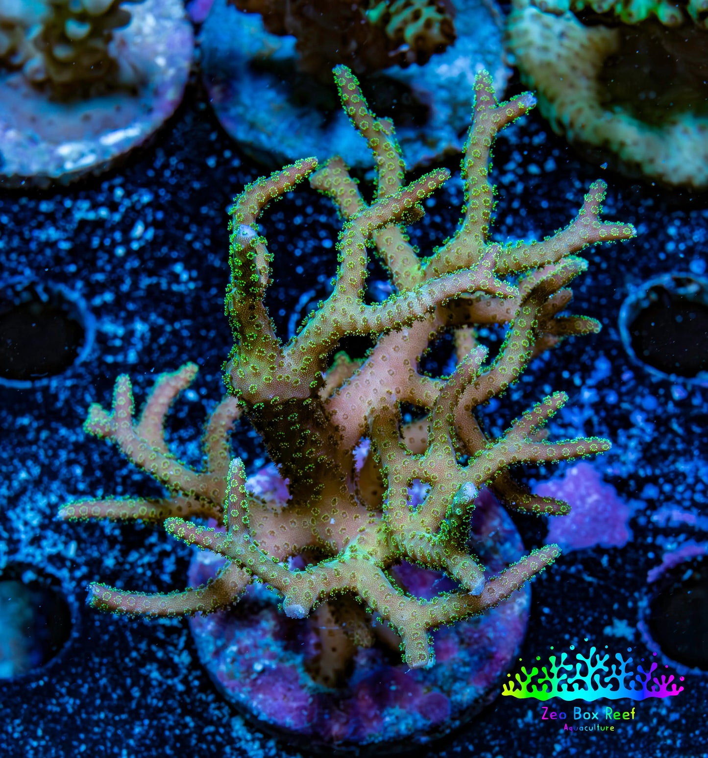 Seriatopora  Coral - Birdsnest Frag WYSIWYG B3R3B1 Seriatopora  Coral - Birdsnest Frag WYSIWYG B3R3B1 SPS Seriatopora  Coral - Birdsnest Frag WYSIWYG B3R3B1 Zeo Box Reef