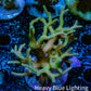 Seriatopora  Coral - Birdsnest Frag WYSIWYG B3R3B1 Seriatopora  Coral - Birdsnest Frag WYSIWYG B3R3B1 SPS Seriatopora  Coral - Birdsnest Frag WYSIWYG B3R3B1 Zeo Box Reef