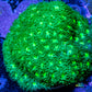 Siderastrea Coral  - Neon Green Starlet Frag Siderastrea Coral  - Neon Green Starlet Frag Home & Garden Siderastrea Coral  - Neon Green Starlet Frag Zeo Box Reef