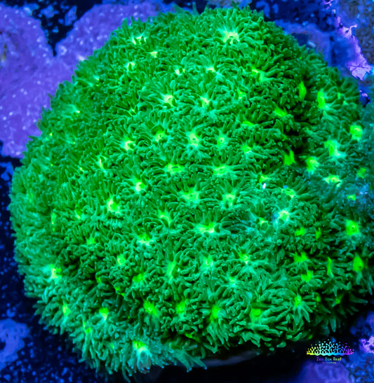 Siderastrea Coral  - Neon Green Starlet Frag Siderastrea Coral  - Neon Green Starlet Frag Home & Garden Siderastrea Coral  - Neon Green Starlet Frag Zeo Box Reef