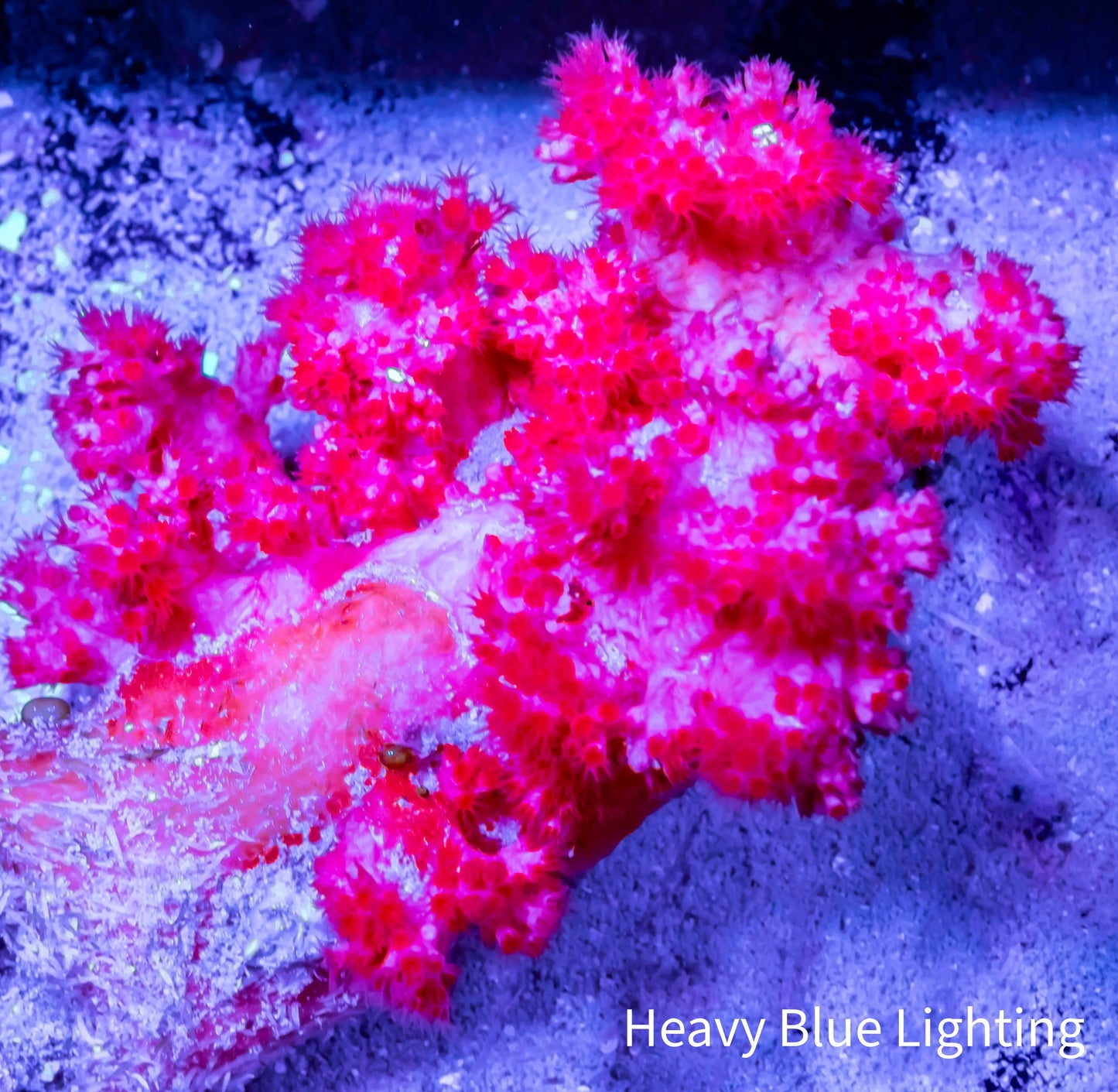 Soft Coral- Debdronephthya Coral WYSIWYG 10cm Soft Coral- Debdronephthya Coral WYSIWYG 10cm Soft Coral Soft Coral- Debdronephthya Coral WYSIWYG 10cm Zeo Box Reef