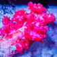 Soft Coral- Debdronephthya Coral WYSIWYG 12cm Soft Coral- Debdronephthya Coral WYSIWYG 12cm Soft Coral Soft Coral- Debdronephthya Coral WYSIWYG 12cm Zeo Box Reef