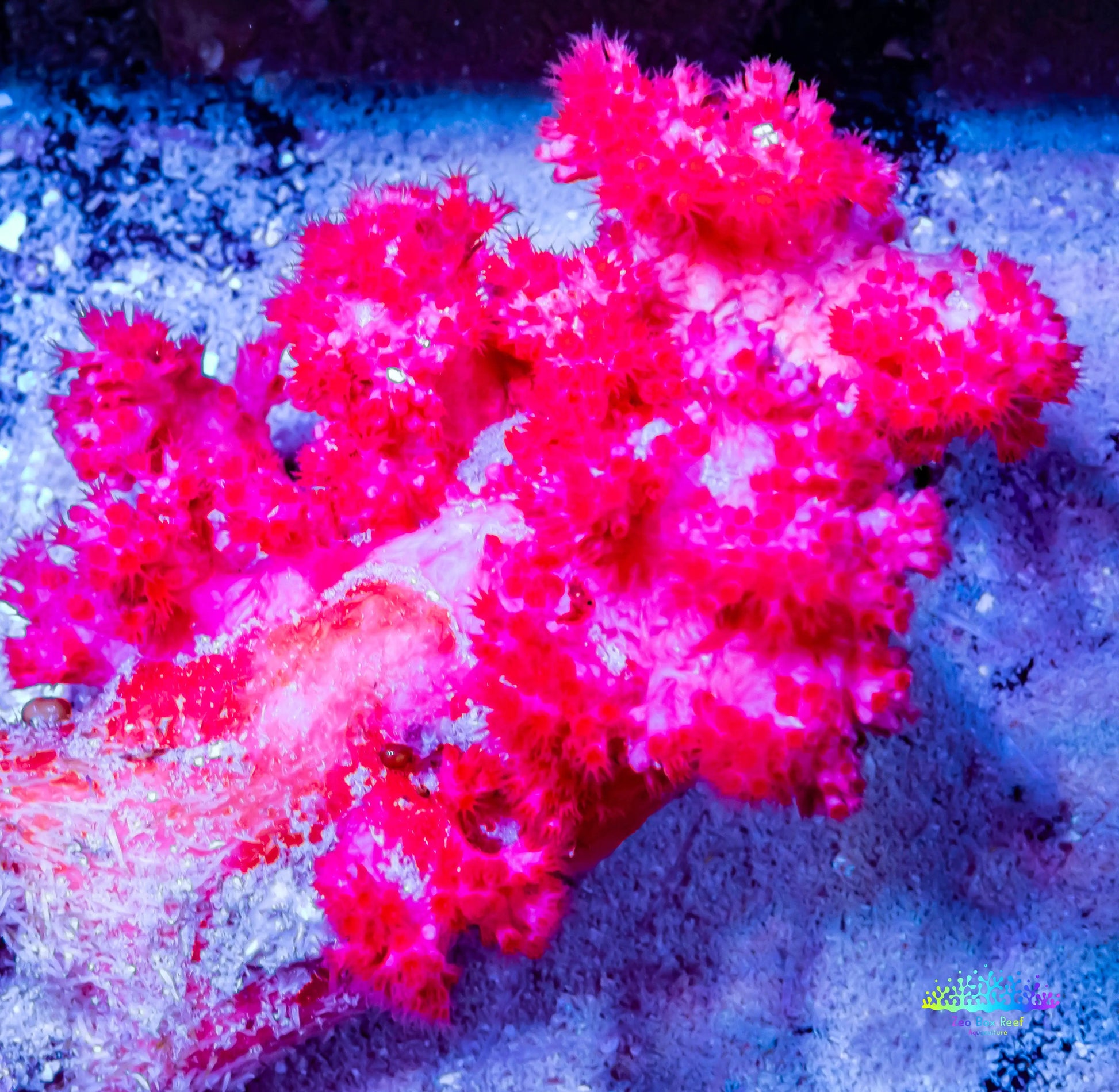 Soft Coral- Debdronephthya Coral WYSIWYG 12cm Soft Coral- Debdronephthya Coral WYSIWYG 12cm Soft Coral Soft Coral- Debdronephthya Coral WYSIWYG 12cm Zeo Box Reef