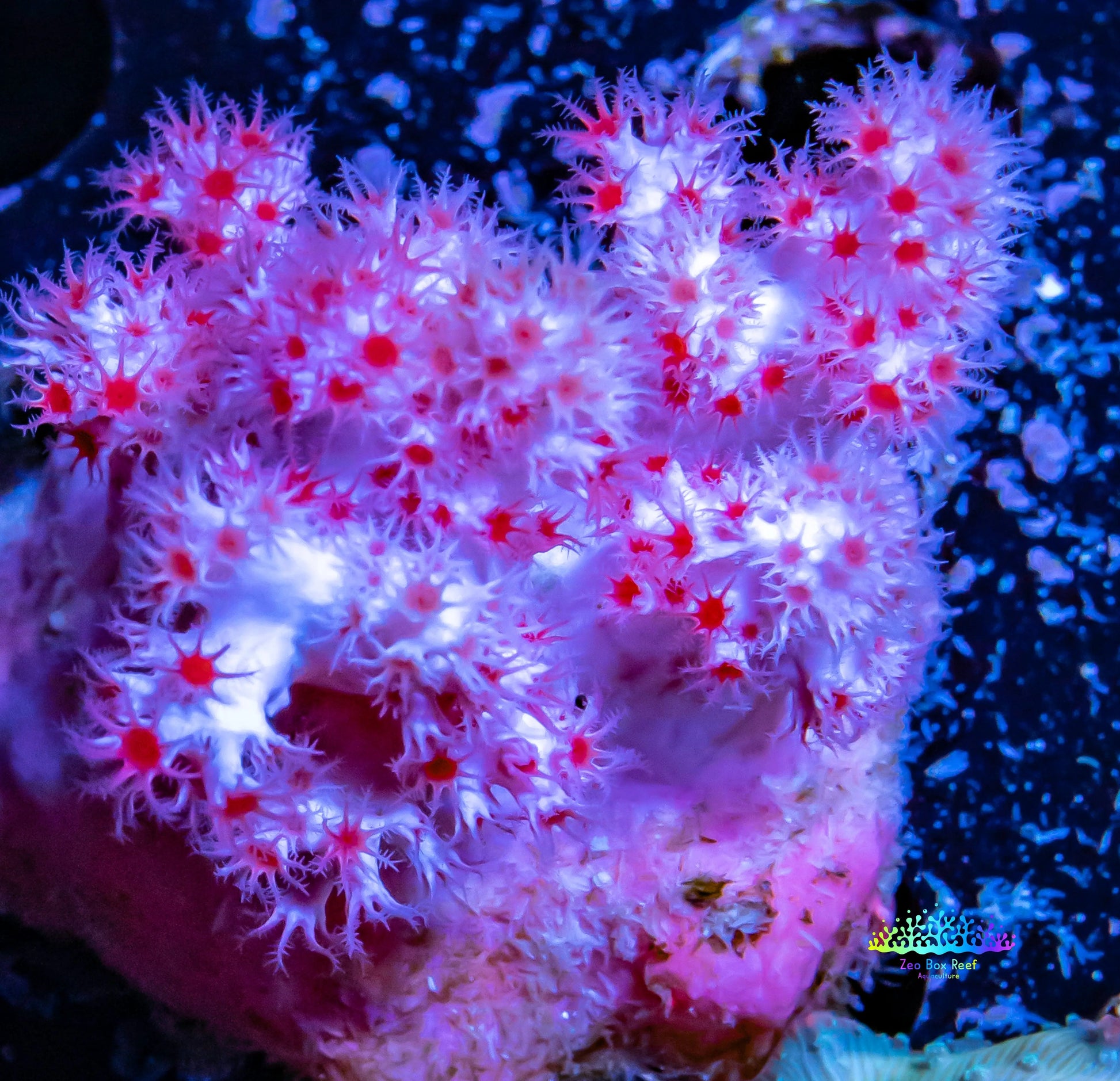 Soft Coral- Debdronephthya Coral WYSIWYG 4cm Soft Coral- Debdronephthya Coral WYSIWYG 4cm Soft Coral Soft Coral- Debdronephthya Coral WYSIWYG 4cm Zeo Box Reef