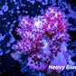 Soft Coral- Debdronephthya Coral WYSIWYG 5cm Soft Coral- Debdronephthya Coral WYSIWYG 5cm Soft Coral Soft Coral- Debdronephthya Coral WYSIWYG 5cm Zeo Box Reef