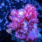 Soft Coral- Debdronephthya Coral WYSIWYG 5cm Soft Coral- Debdronephthya Coral WYSIWYG 5cm Soft Coral Soft Coral- Debdronephthya Coral WYSIWYG 5cm Zeo Box Reef