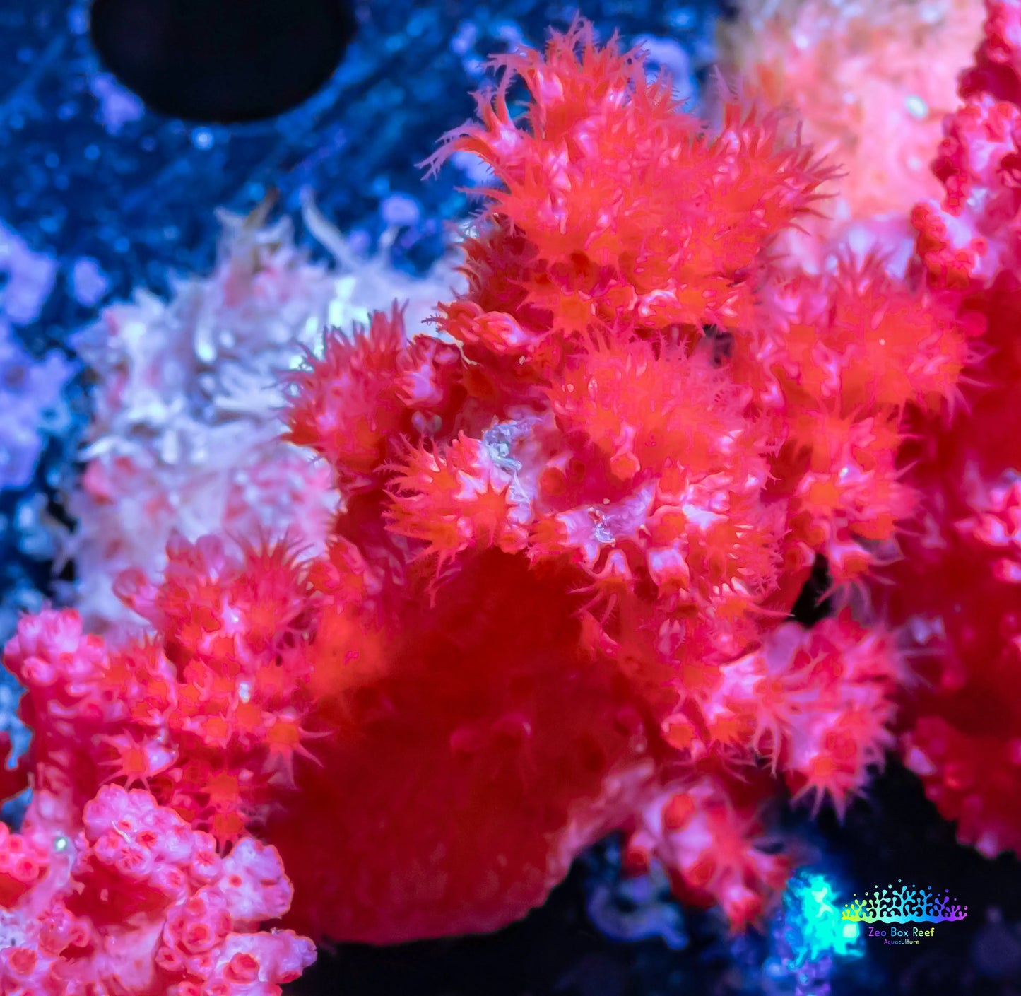 Soft Coral- Debdronephthya Coral WYSIWYG 5cm Soft Coral- Debdronephthya Coral WYSIWYG 5cm Soft Coral Soft Coral- Debdronephthya Coral WYSIWYG 5cm Zeo Box Reef