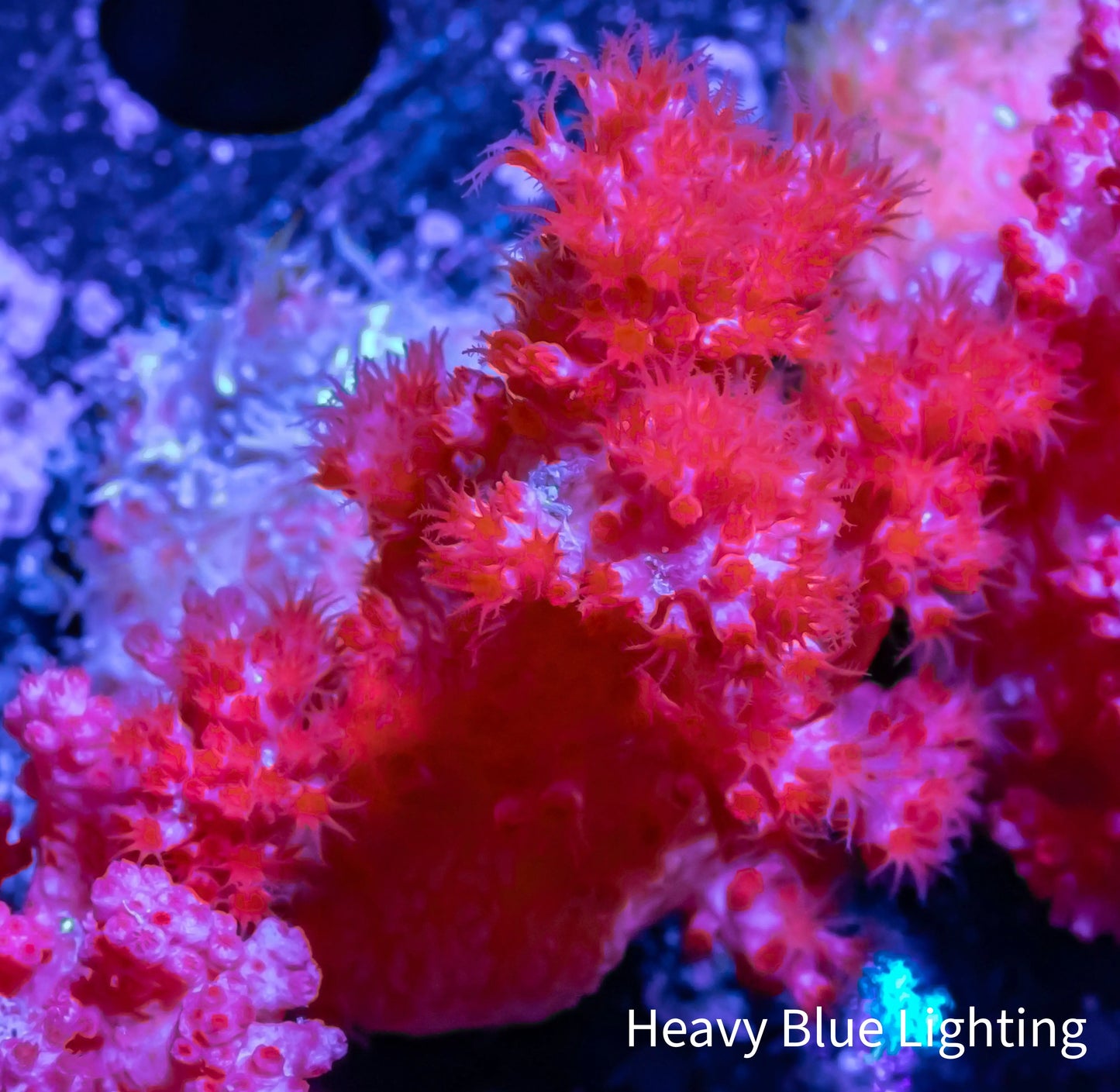 Soft Coral- Debdronephthya Coral WYSIWYG 5cm Soft Coral- Debdronephthya Coral WYSIWYG 5cm Soft Coral Soft Coral- Debdronephthya Coral WYSIWYG 5cm Zeo Box Reef