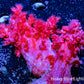 Soft Coral- Debdronephthya Coral WYSIWYG 6cm Soft Coral- Debdronephthya Coral WYSIWYG 6cm Soft Coral Soft Coral- Debdronephthya Coral WYSIWYG 6cm Zeo Box Reef