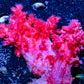 Soft Coral- Debdronephthya Coral WYSIWYG 6cm Soft Coral- Debdronephthya Coral WYSIWYG 6cm Soft Coral Soft Coral- Debdronephthya Coral WYSIWYG 6cm Zeo Box Reef