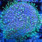 Soft Coral- Leather Coral-  Bright Neon Green Polyp Toadstool  8cm Soft Coral- Leather Coral-  Bright Neon Green Polyp Toadstool  8cm Soft Coral Soft Coral- Leather Coral-  Bright Neon Green Polyp Toadstool  8cm Zeo Box Reef