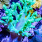 Soft Coral- Leather Coral - Sinularia - Finger Coral - Toxic Green Kenya Tree Coral 5cm Soft Coral- Leather Coral - Sinularia - Finger Coral - Toxic Green Kenya Tree Coral 5cm Soft Coral Soft Coral- Leather Coral - Sinularia - Finger Coral - Toxic Green Kenya Tree Coral 5cm Zeo Box Reef