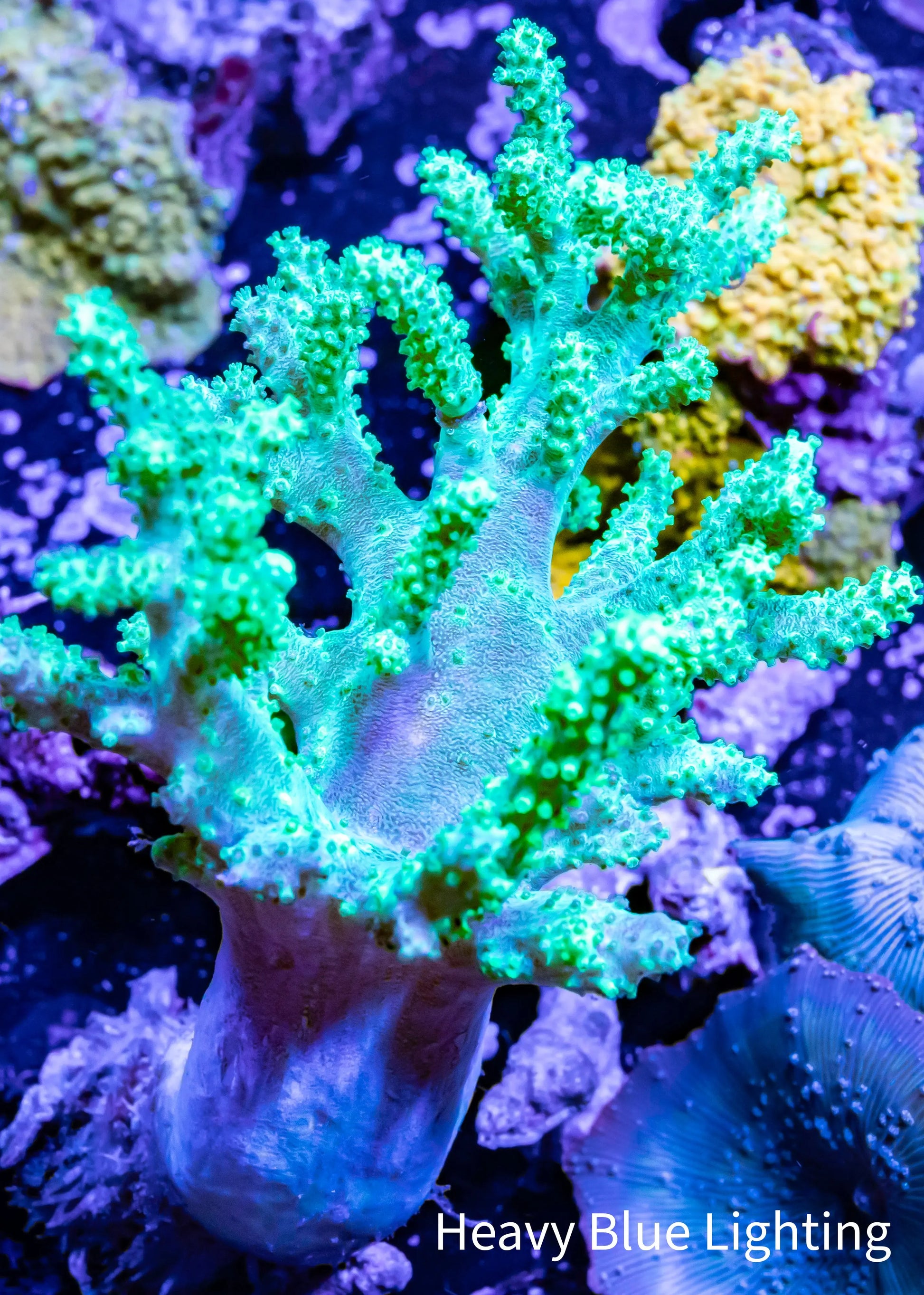 Soft Coral- Leather Coral - Sinularia - Finger Coral - Toxic Green Kenya Tree Coral 5cm Soft Coral- Leather Coral - Sinularia - Finger Coral - Toxic Green Kenya Tree Coral 5cm Soft Coral Soft Coral- Leather Coral - Sinularia - Finger Coral - Toxic Green Kenya Tree Coral 5cm Zeo Box Reef